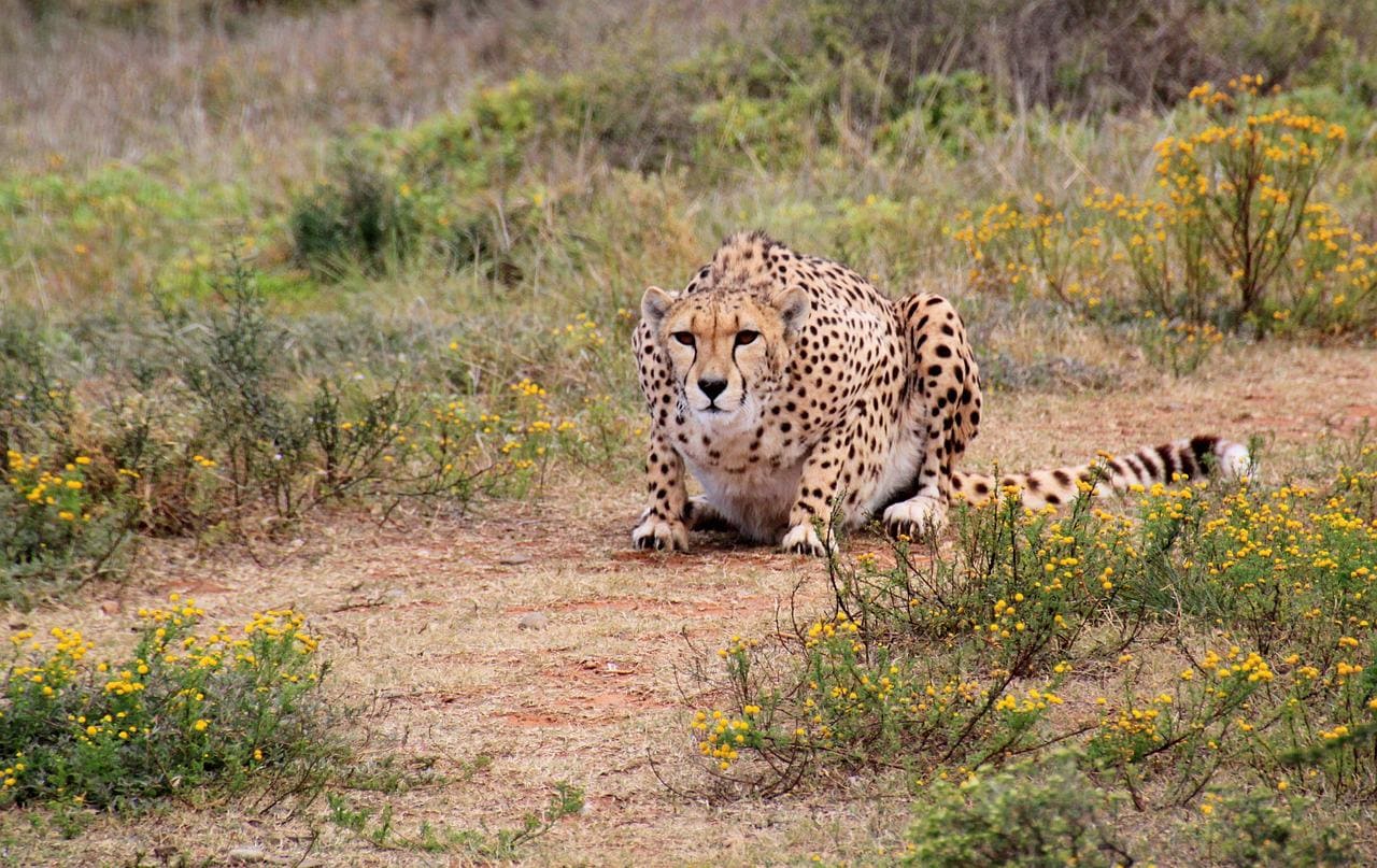 Contact Afrika Porini Safaris