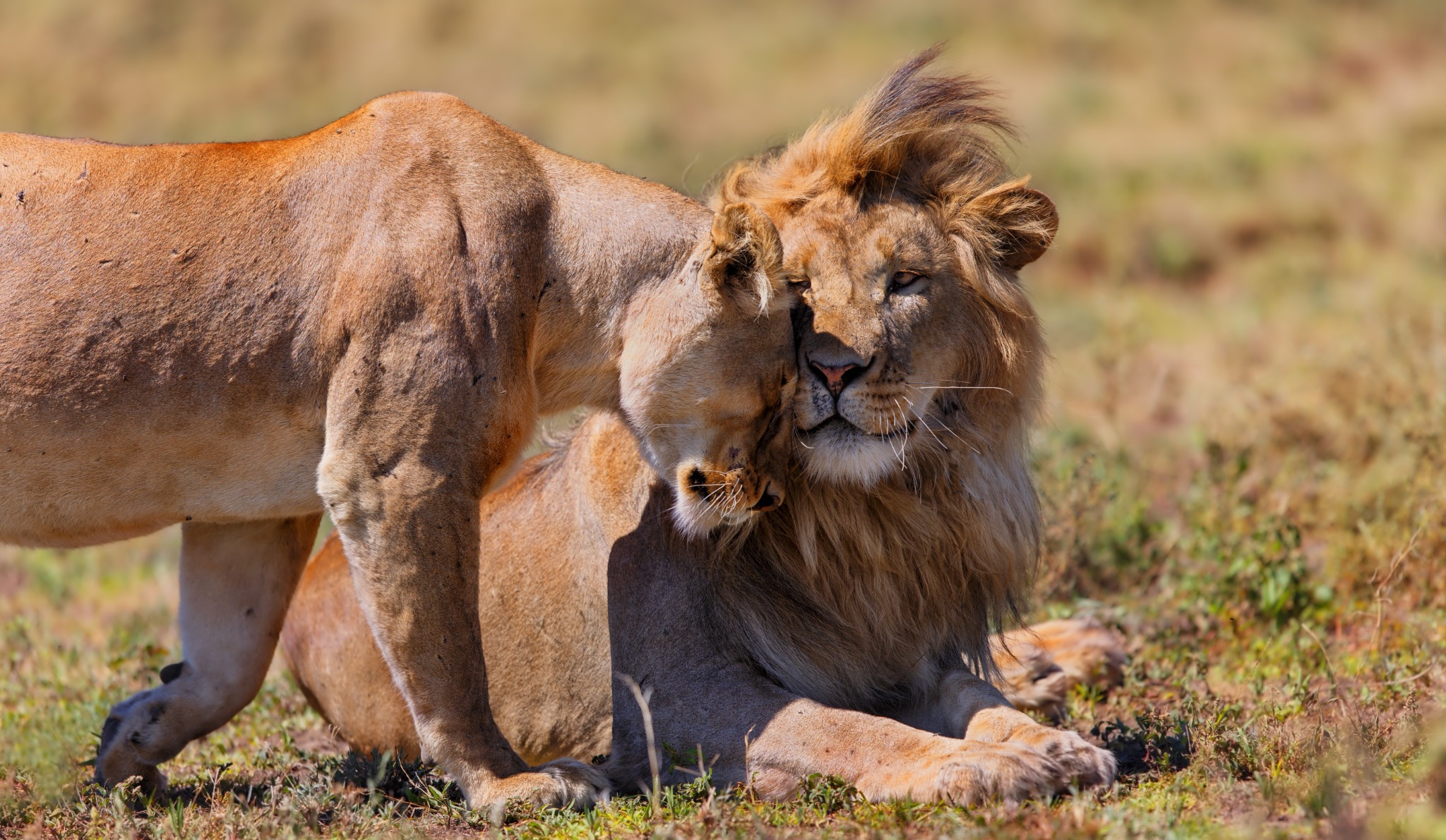 Tanzania safari