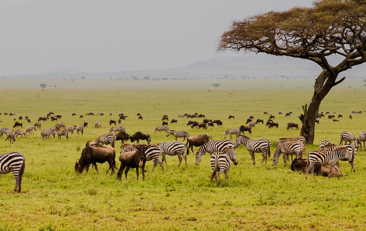 Plan Your Northern Tanzania Safari