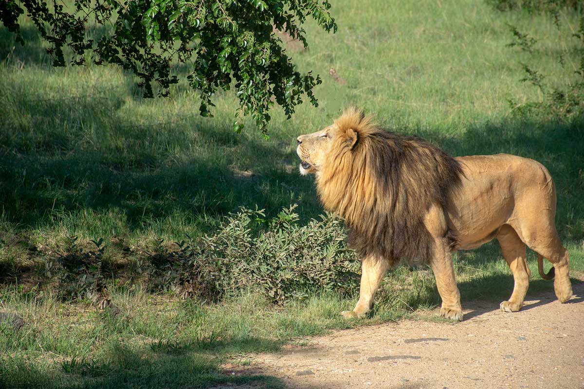 Northern Tanzania safari