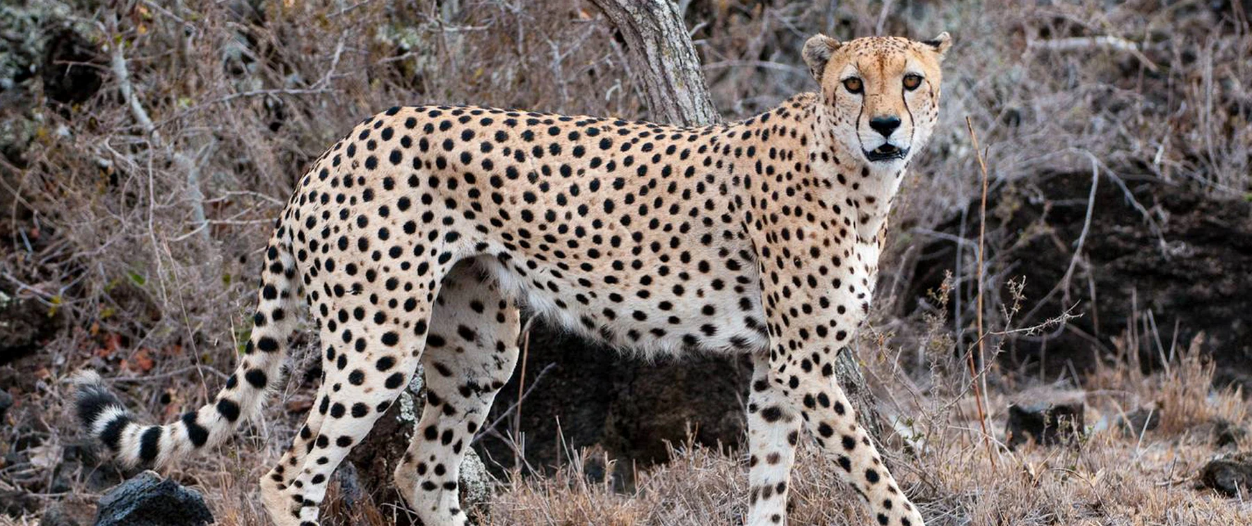 4 Days Northern Highlights Safari