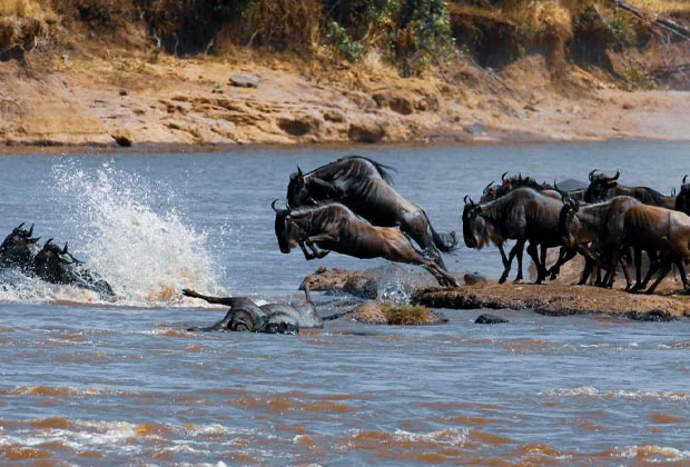 7 Days Great Migration Safari