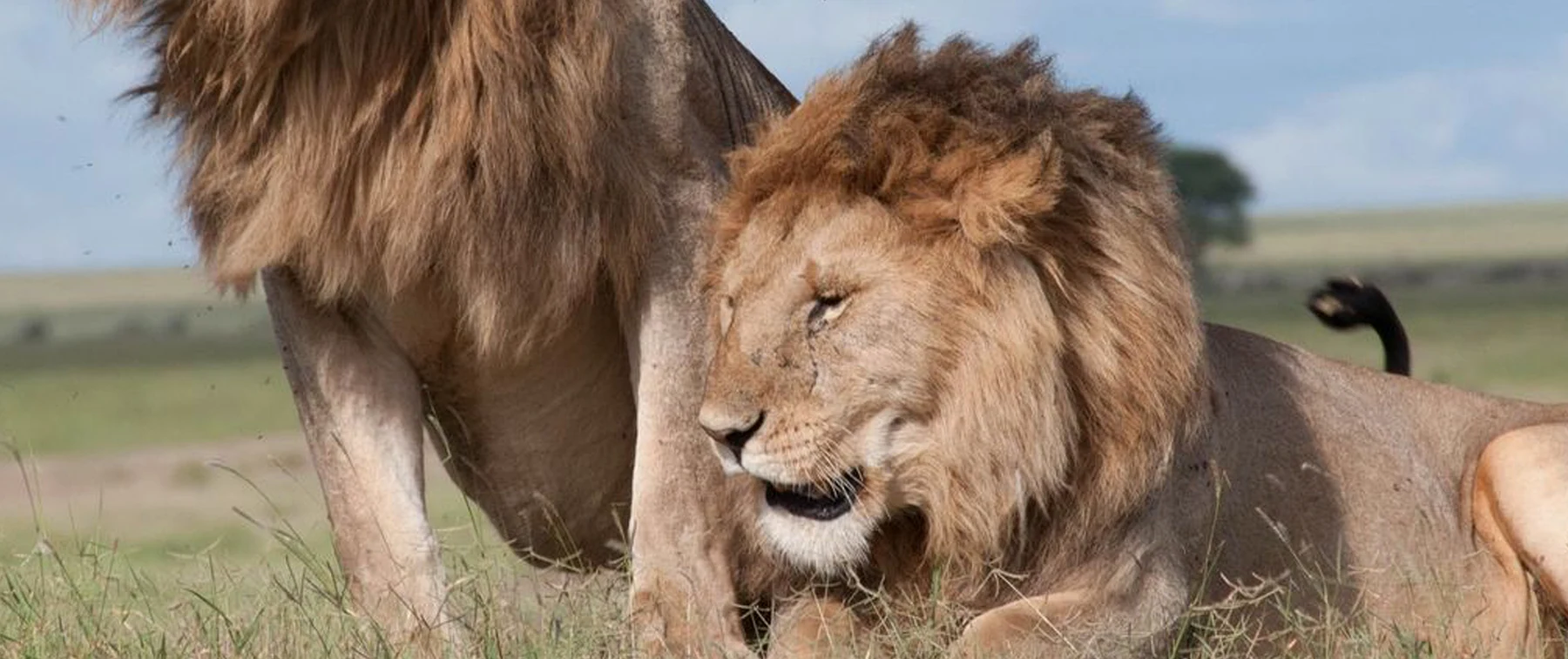 Luxury Tanzania Safari Planning
