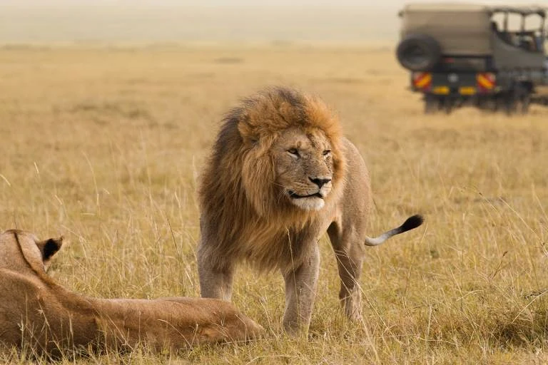 Tanzania safari