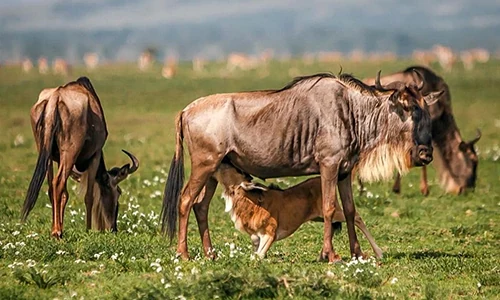 9 Days Serengeti Migration Safari
